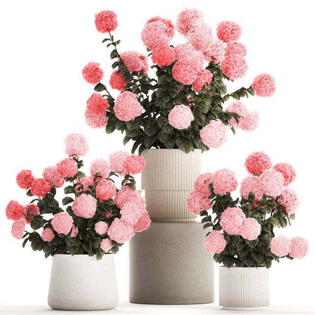 Beautiful bushes of pink hydrangea in a flower pot for home 3D Model .c4d .max .obj .3ds .fbx .lwo .lw .lws