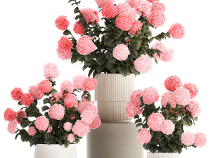 Beautiful bushes of pink hydrangea in a flower pot for home Modelo 3D