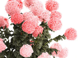Bellissimi cespugli di ortensie rosa in un vaso di fiori per la casa Modello 3D