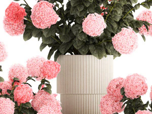 Bellissimi cespugli di ortensie rosa in un vaso di fiori per la casa Modello 3D
