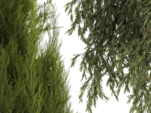 Beautiful plants in pots for indoors and outdoors 1298 Modelo 3D