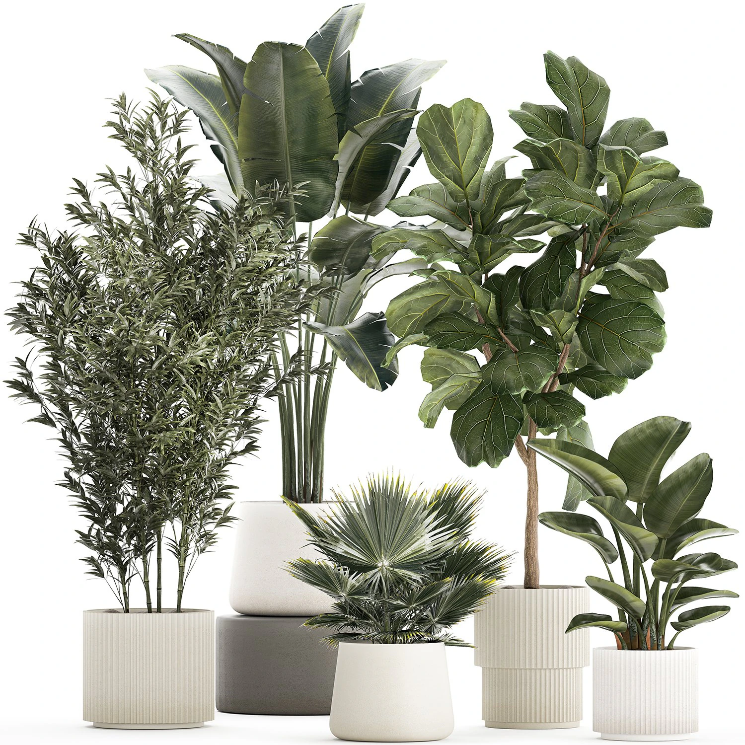 Beautiful plant Strelitzia Ficus palm trees in pots 1299 3D Model .c4d .max .obj .3ds .fbx .stl .blend