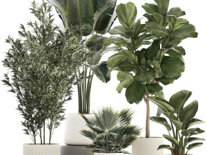 Beautiful plant Strelitzia Ficus palm trees in pots 1299 Modelo 3D