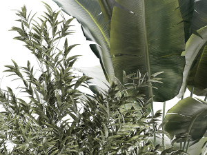 Beautiful plant Strelitzia Ficus palm trees in pots 1299 Model 3D