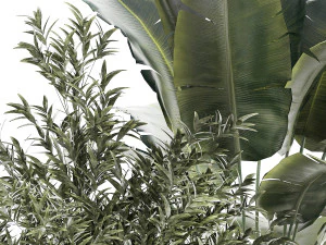 Beautiful plant Strelitzia Ficus palm trees in pots 1299 3D Model