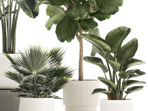 Beautiful plant Strelitzia Ficus palm trees in pots 1299 3D Model