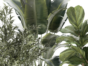 Beautiful plant Strelitzia Ficus palm trees in pots 1299 Model 3D