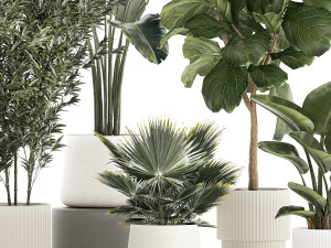 Beautiful plant Strelitzia Ficus palm trees in pots 1299 Model 3D