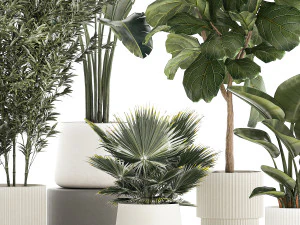 Beautiful plant Strelitzia Ficus palm trees in pots 1299 3D Model
