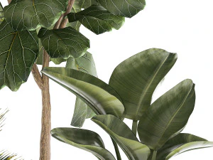 Beautiful plant Strelitzia Ficus palm trees in pots 1299 3D Model