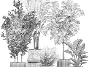 Beautiful plant Strelitzia Ficus palm trees in pots 1299 Model 3D