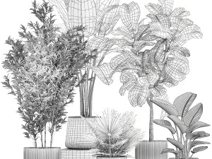 Beautiful plant Strelitzia Ficus palm trees in pots 1299 3D Model