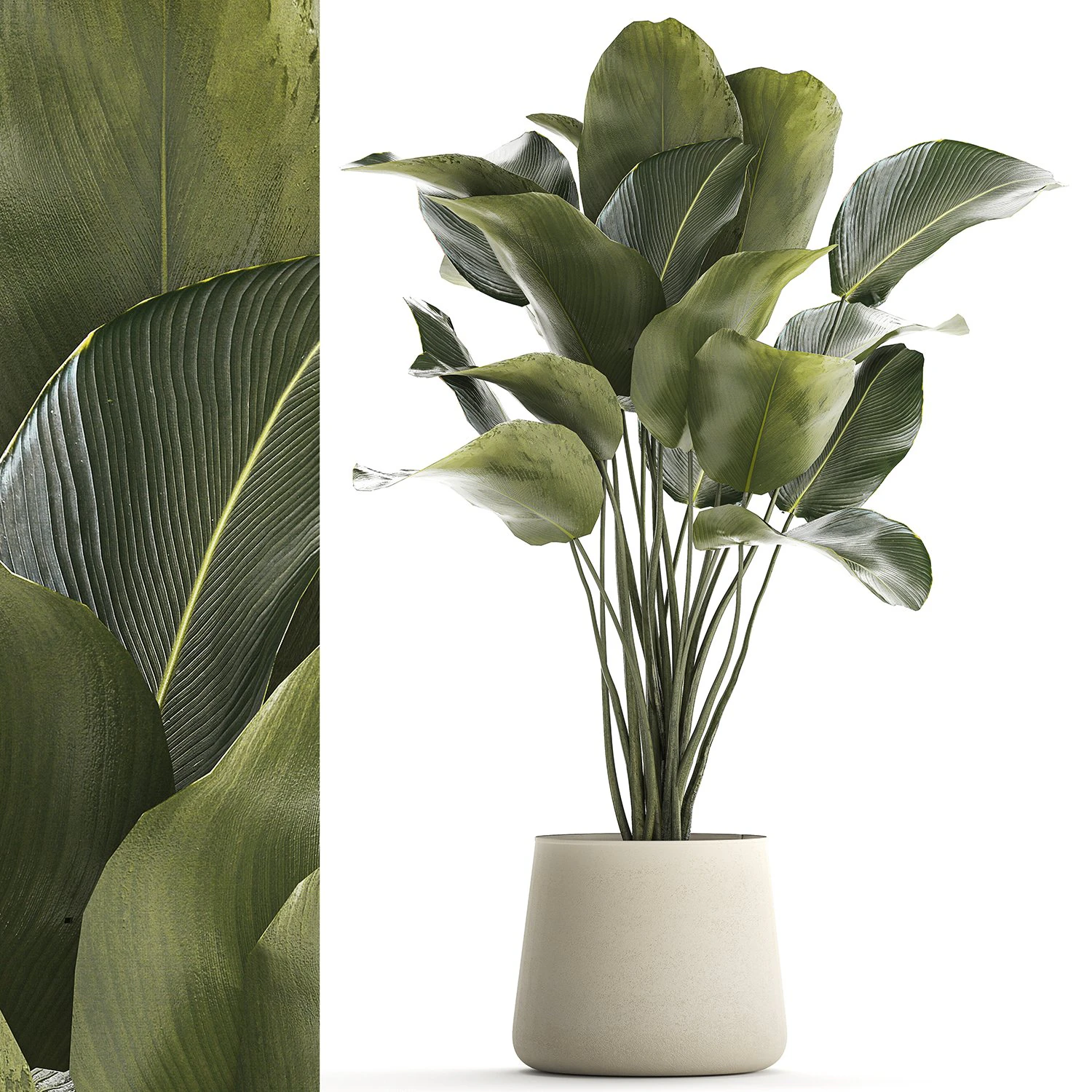 Beautiful plant Calathea lutea palm tree in a pot 1300 3D Model .c4d .max .obj .3ds .fbx .stl .blend 