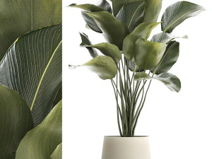 Tanaman indah pohon palem Calathea lutea dalam pot 1300 Model 3D