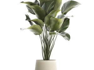 Beautiful plant Calathea lutea palm tree in a pot 1300 Model 3D