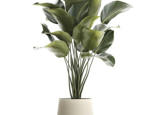Beautiful plant Calathea lutea palm tree in a pot 1300 3D Model
