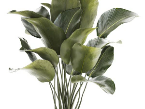 Beautiful plant Calathea lutea palm tree in a pot 1300 3D Model