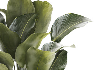 Beautiful plant Calathea lutea palm tree in a pot 1300 Model 3D
