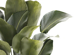 Beautiful plant Calathea lutea palm tree in a pot 1300 3D Model