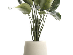 Beautiful plant Calathea lutea palm tree in a pot 1300 Model 3D