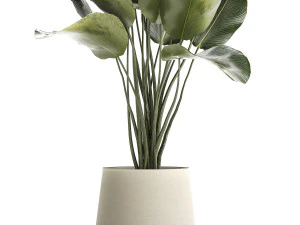 Beautiful plant Calathea lutea palm tree in a pot 1300 3D Model