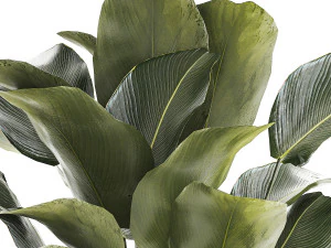 Beautiful plant Calathea lutea palm tree in a pot 1300 3D Model