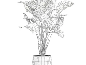 Beautiful plant Calathea lutea palm tree in a pot 1300 3D Model