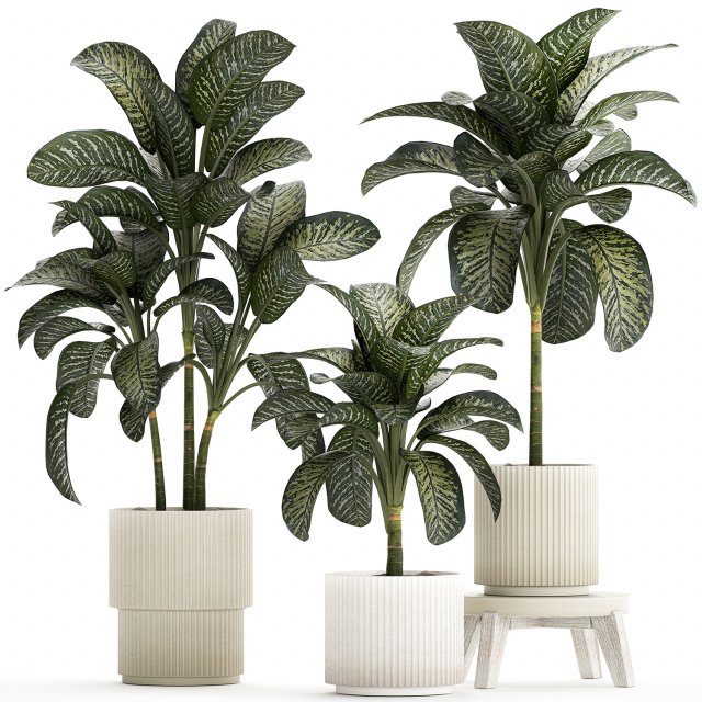 Beautiful plant Dieffenbachia bush in a pot 1301 Modelo 3D .c4d .max .obj .3ds .fbx .stl .blend