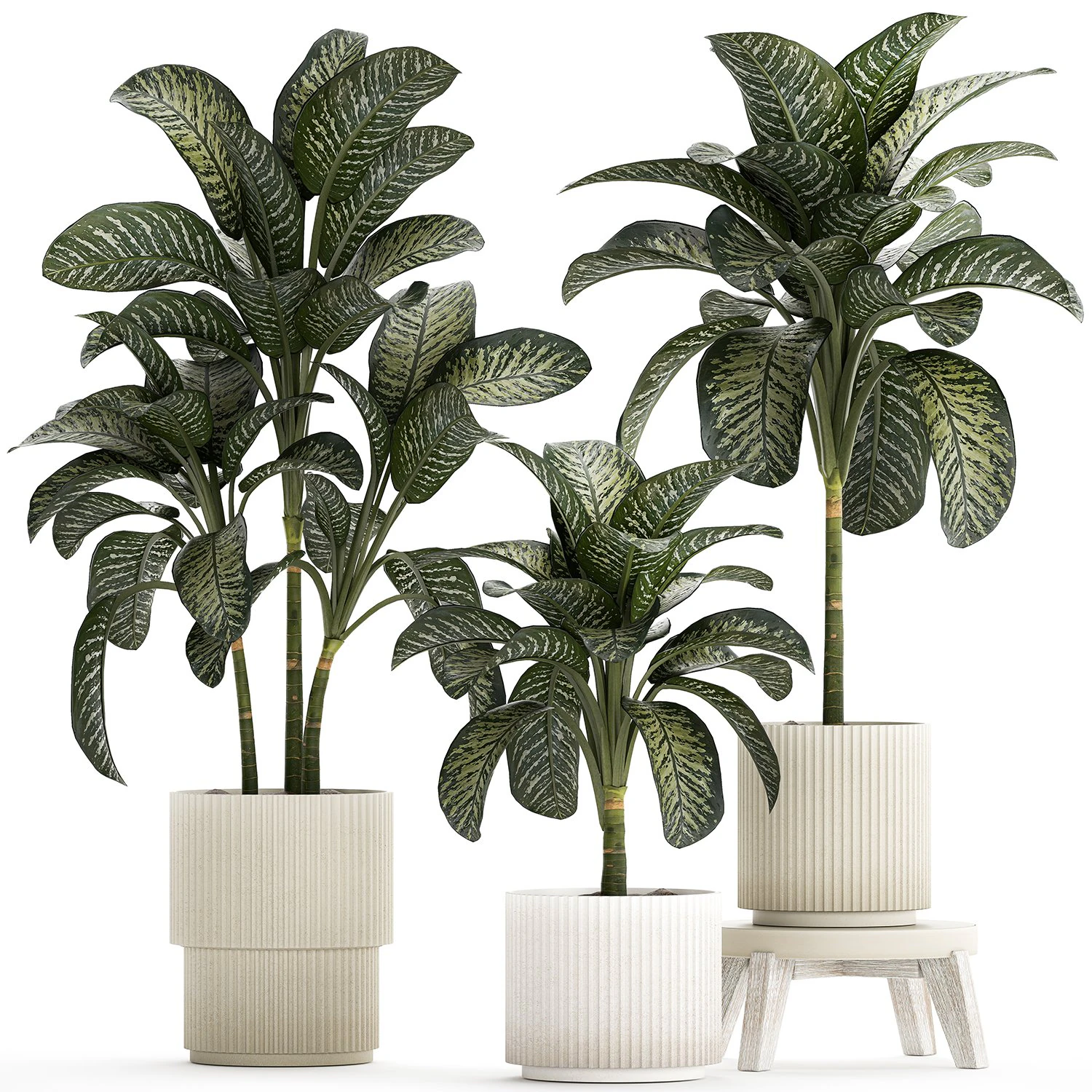 Beautiful plant Dieffenbachia bush in a pot 1301 3D Model .c4d .max .obj .3ds .fbx .stl .blend 