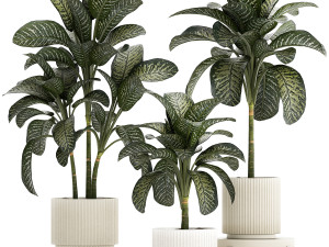 Beautiful plant Dieffenbachia bush in a pot 1301 3D Model