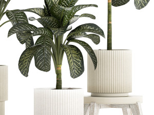 Beautiful plant Dieffenbachia bush in a pot 1301 Modelo 3D