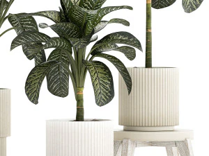 Beautiful plant Dieffenbachia bush in a pot 1301 3D Model
