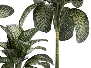Beautiful plant Dieffenbachia bush in a pot 1301 3D Model