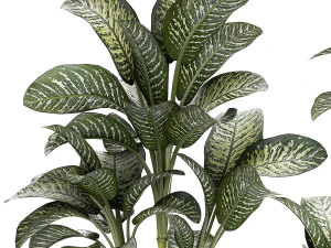 Beautiful plant Dieffenbachia bush in a pot 1301 3D Model