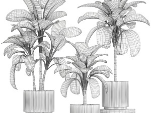 Beautiful plant Dieffenbachia bush in a pot 1301 Modelo 3D