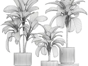 Beautiful plant Dieffenbachia bush in a pot 1301 3D Model