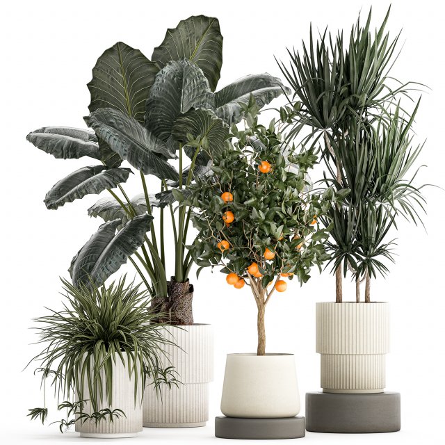 Beautiful plants Alocasia and Dracaena bush in a pot 1302 3D Model .c4d .max .obj .3ds .fbx .lwo .lw .lws