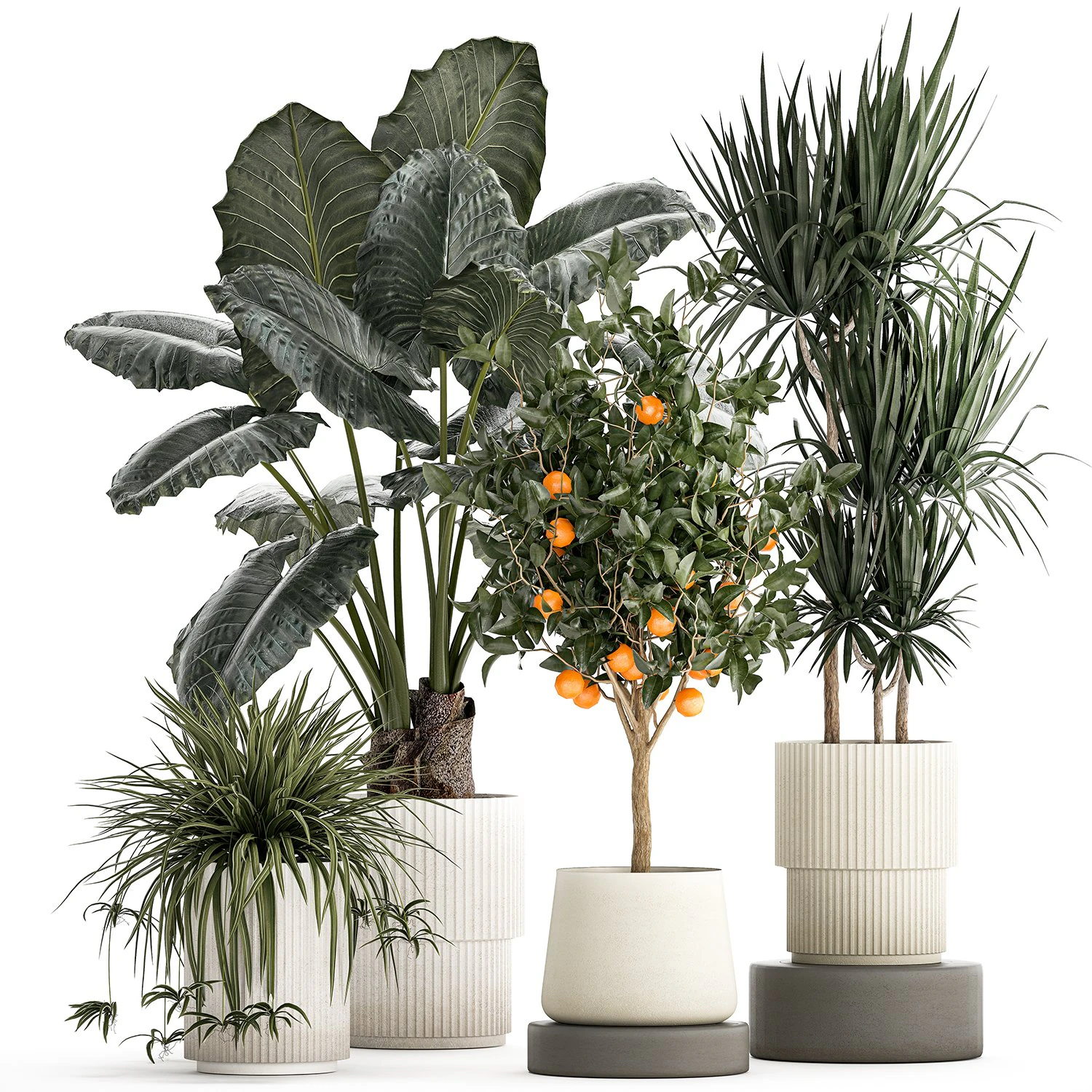 Beautiful plants Alocasia and Dracaena bush in a pot 1302 3D Model .c4d .max .obj .3ds .fbx .stl .blend 