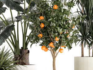 Beautiful plants Alocasia and Dracaena bush in a pot 1302 3D Model