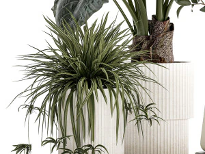 Beautiful plants Alocasia and Dracaena bush in a pot 1302 3D Model