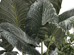 Beautiful plants Alocasia and Dracaena bush in a pot 1302 3D 모델