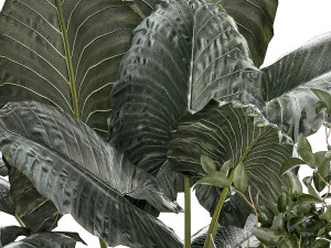 Beautiful plants Alocasia and Dracaena bush in a pot 1302 3D Model