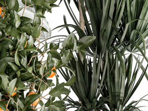 Beautiful plants Alocasia and Dracaena bush in a pot 1302 3D Model