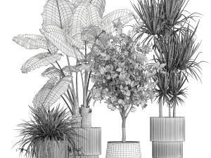 Beautiful plants Alocasia and Dracaena bush in a pot 1302 3D 모델