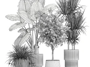 Beautiful plants Alocasia and Dracaena bush in a pot 1302 3D Model