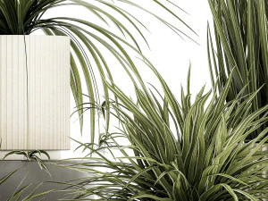 Set of beautiful plants Chlorophytum bush in a pot 1302 3D Model
