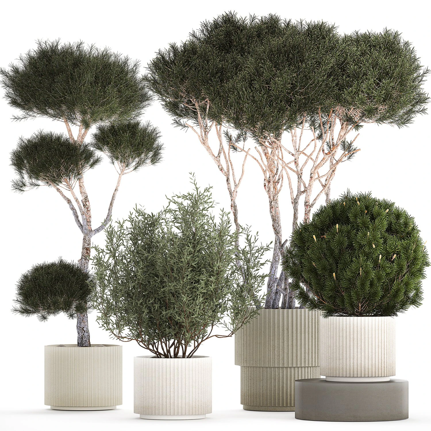 Beautiful pine and spruce topiary trees in a pot 1304 3D Model .c4d .max .obj .3ds .fbx .stl .blend 