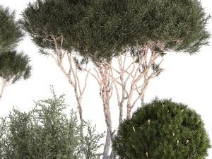 Beautiful pine and spruce topiary trees in a pot 1304 3D Model