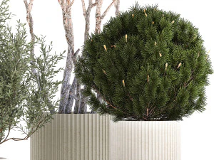 Beautiful pine and spruce topiary trees in a pot 1304 3D Model