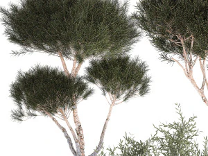 Beautiful pine and spruce topiary trees in a pot 1304 3D Model